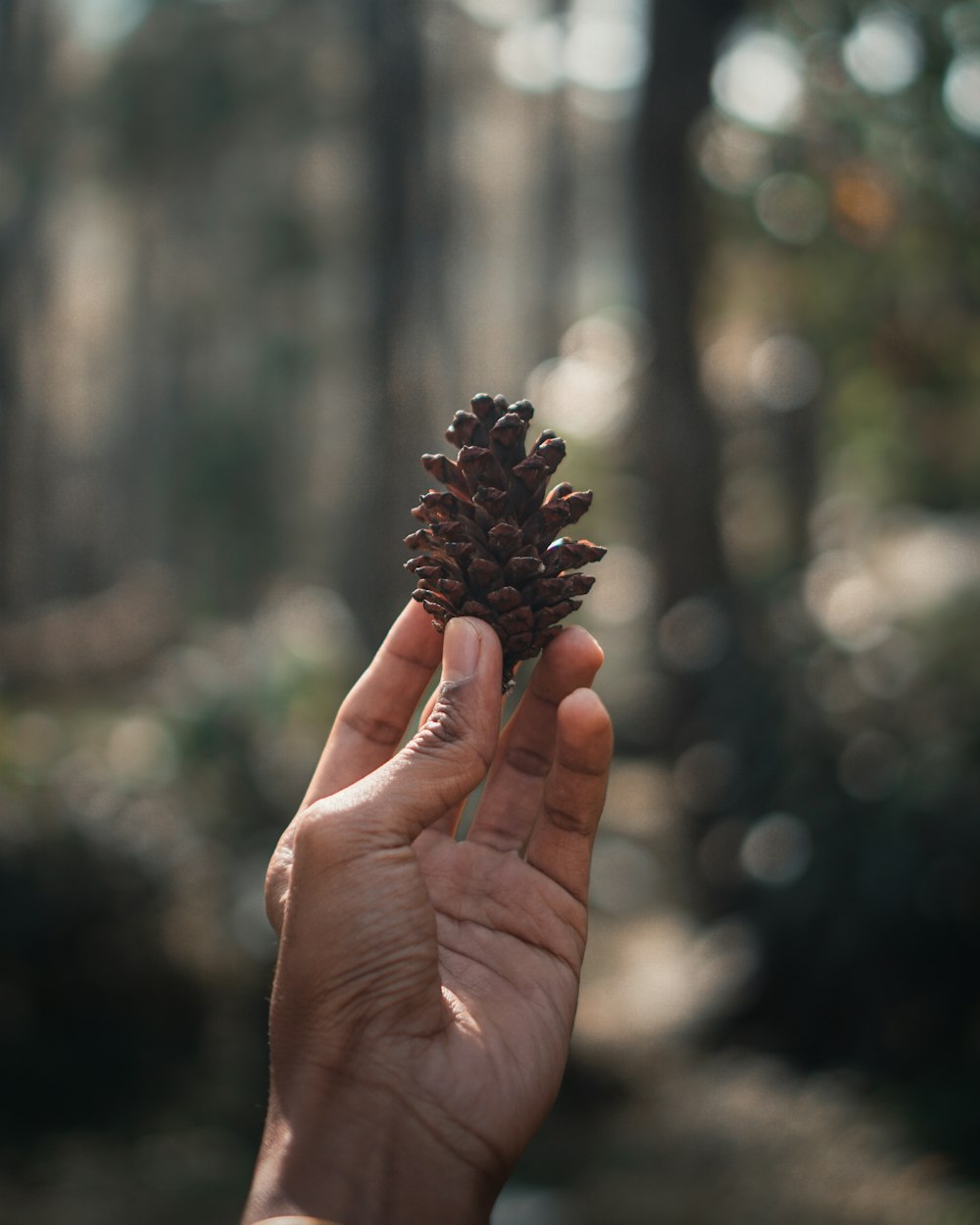 person holding pinecone