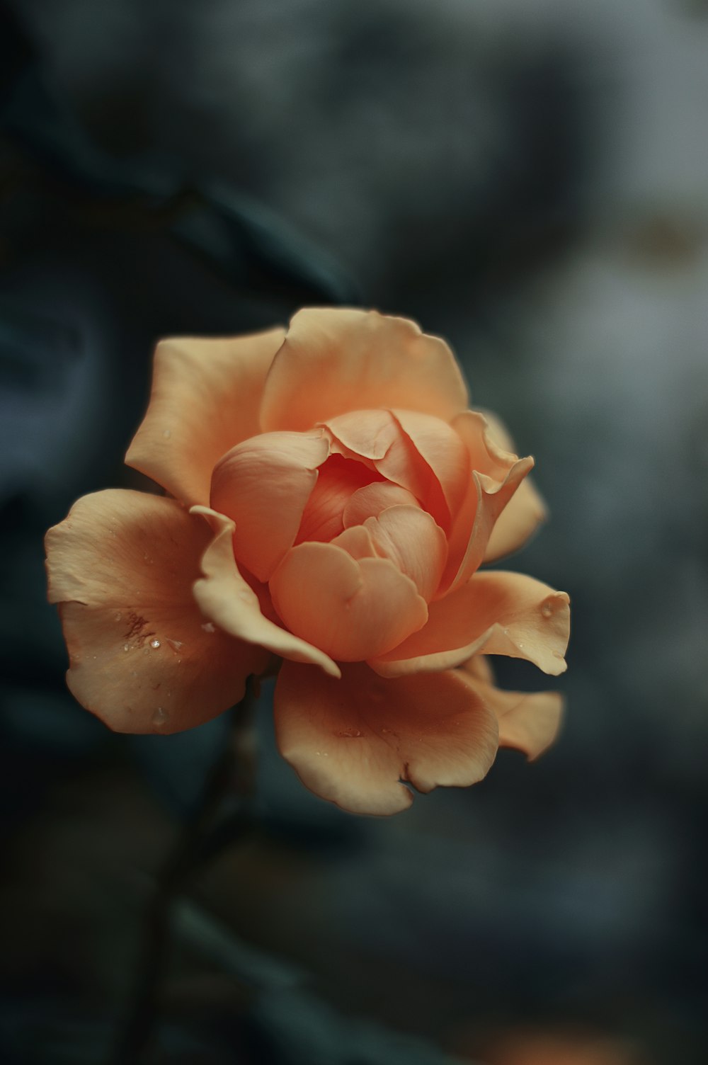 Fotografía de primer plano flor de pétalos de naranja