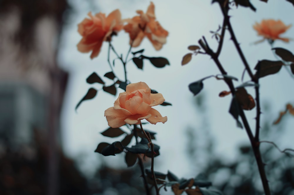 close-up photography of orange petaled flower