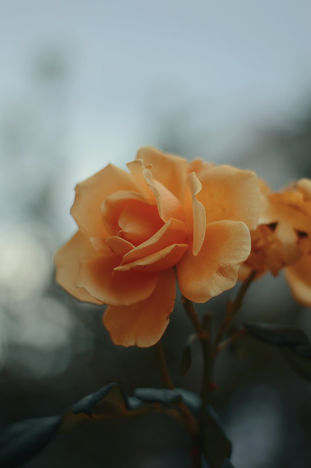 fleur de rose jaune