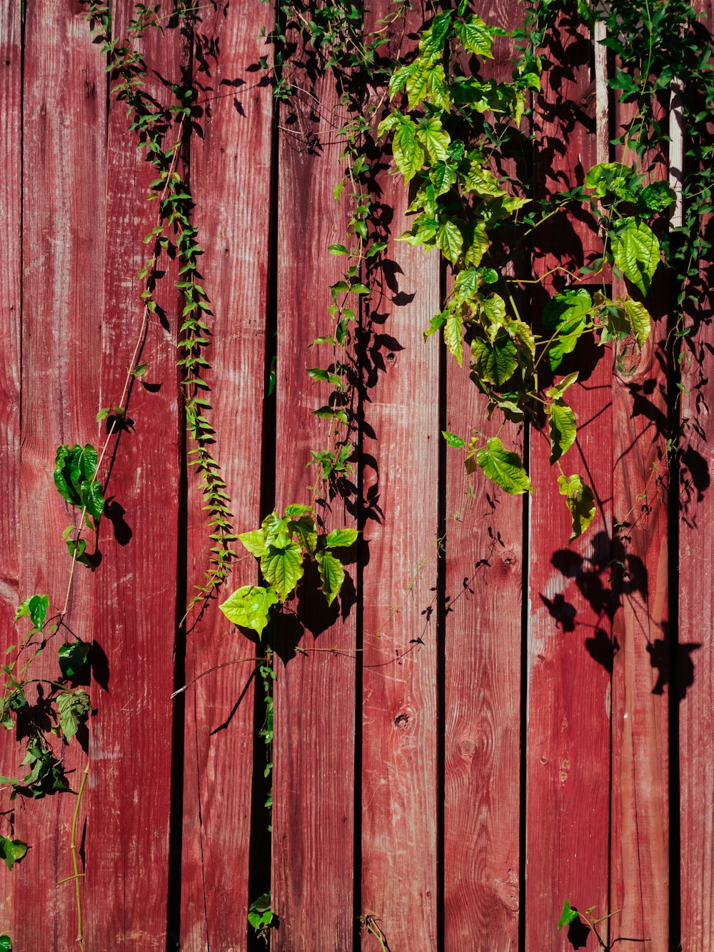 green-leaf plants on fence