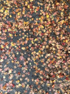 Autumn Leaves