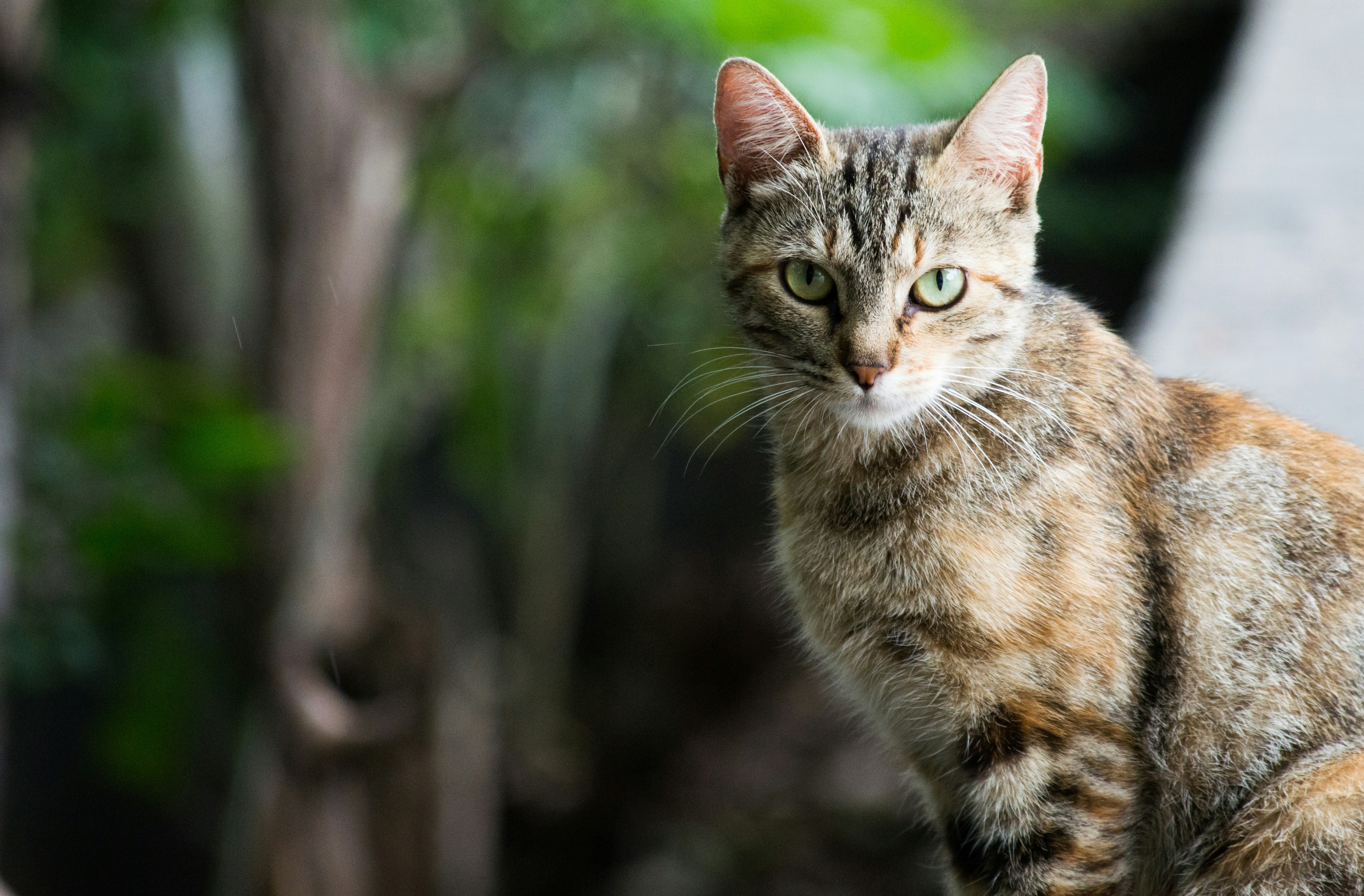 Sisi Gelap Pulau Kucing Di Brazil Verst Haimeow