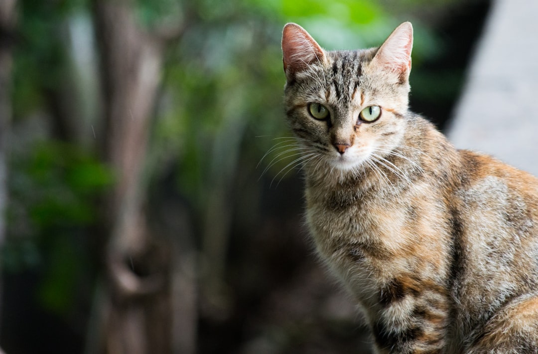 ¿Los gatos lloran? Lo que necesitas saber