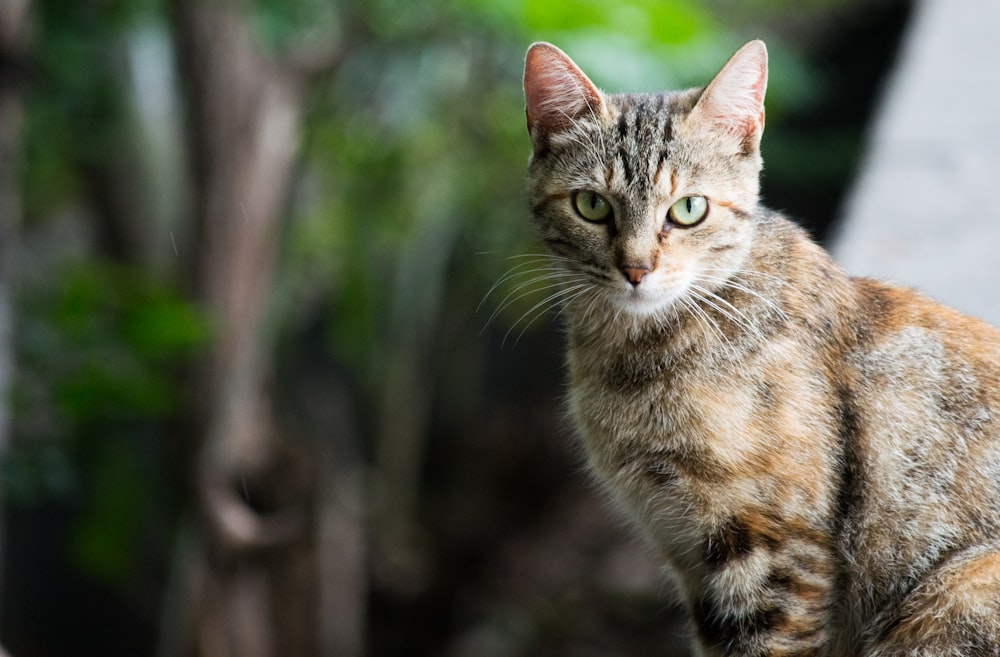 calico cat selective focus photography