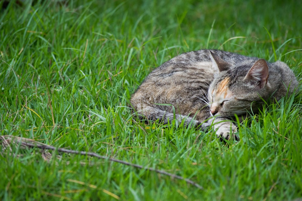 chat tigré gris sur l’herbe verte