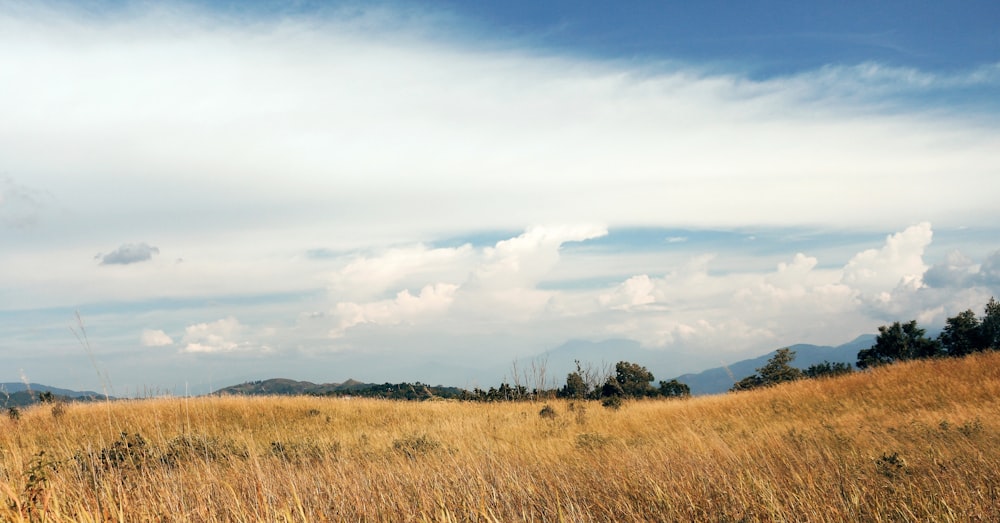 brown field under white and blue skies