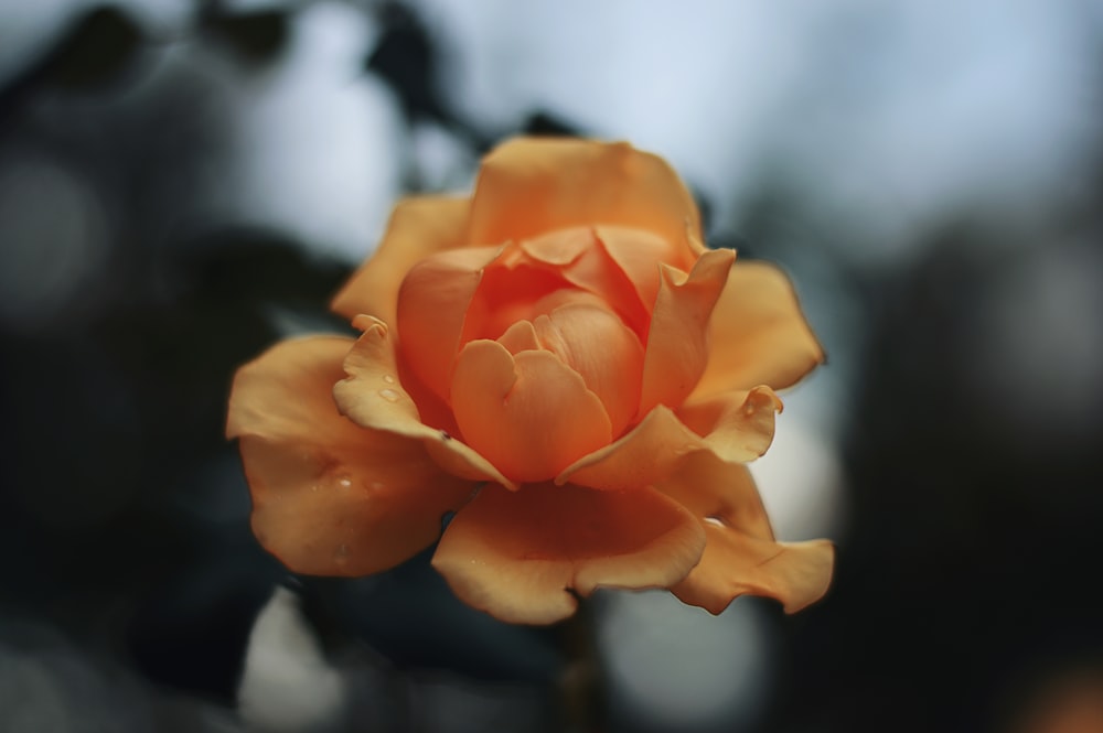 selective focus photography of orange-petaled flower