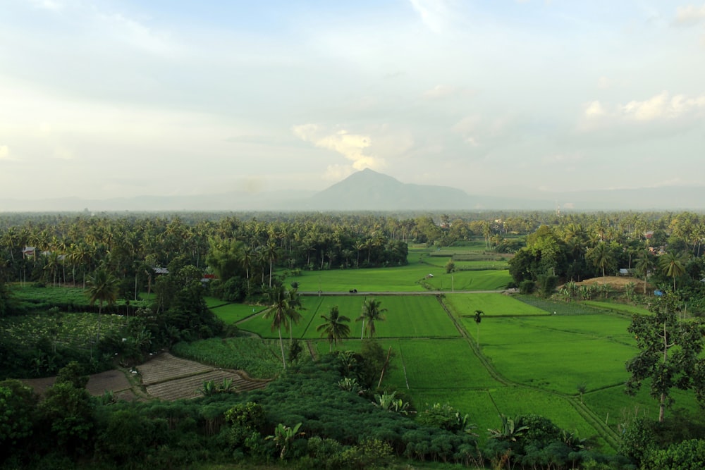 paddy field and trees during day