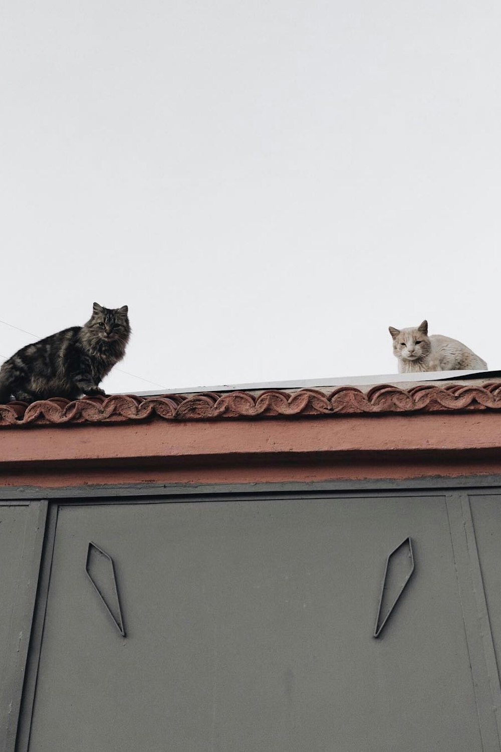 two black and beige cats on roof