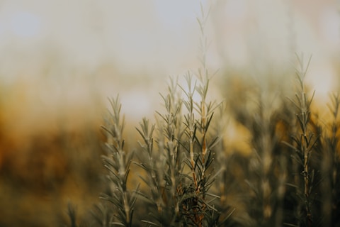 green plants during day