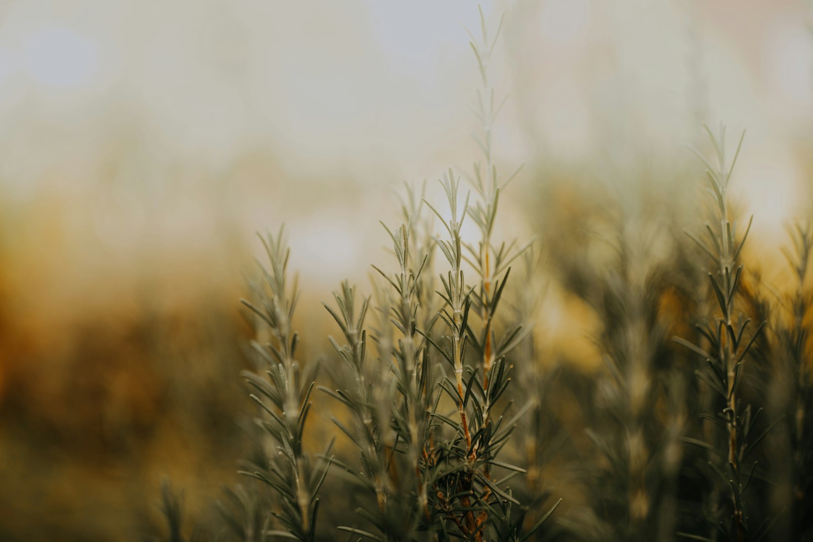 Canon EOS 5D Mark III + Canon EF 35mm F1.4L II USM sample photo. Green plants during day photography