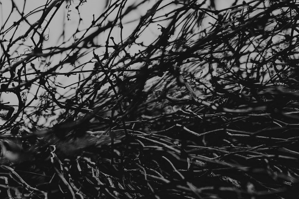grayscale photography of twigs
