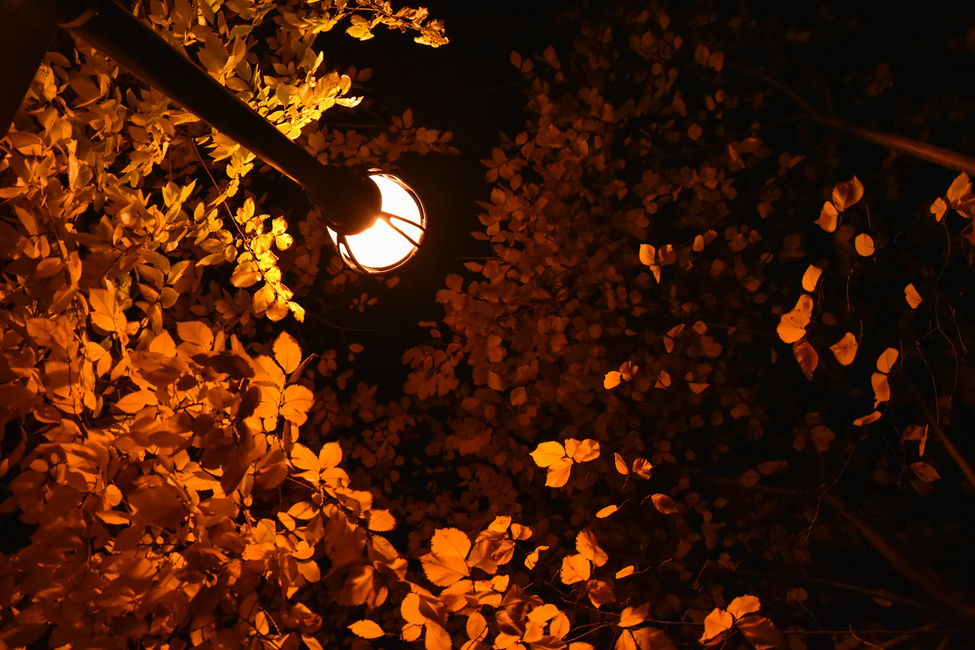 yellow leaves on ground during daytime