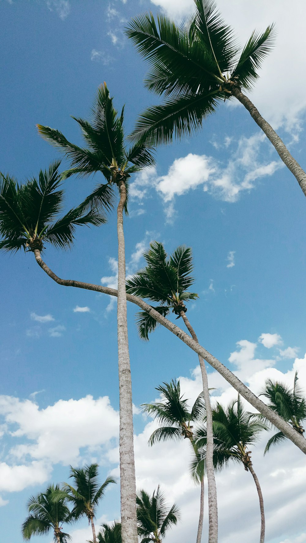 tall coconut palm trees