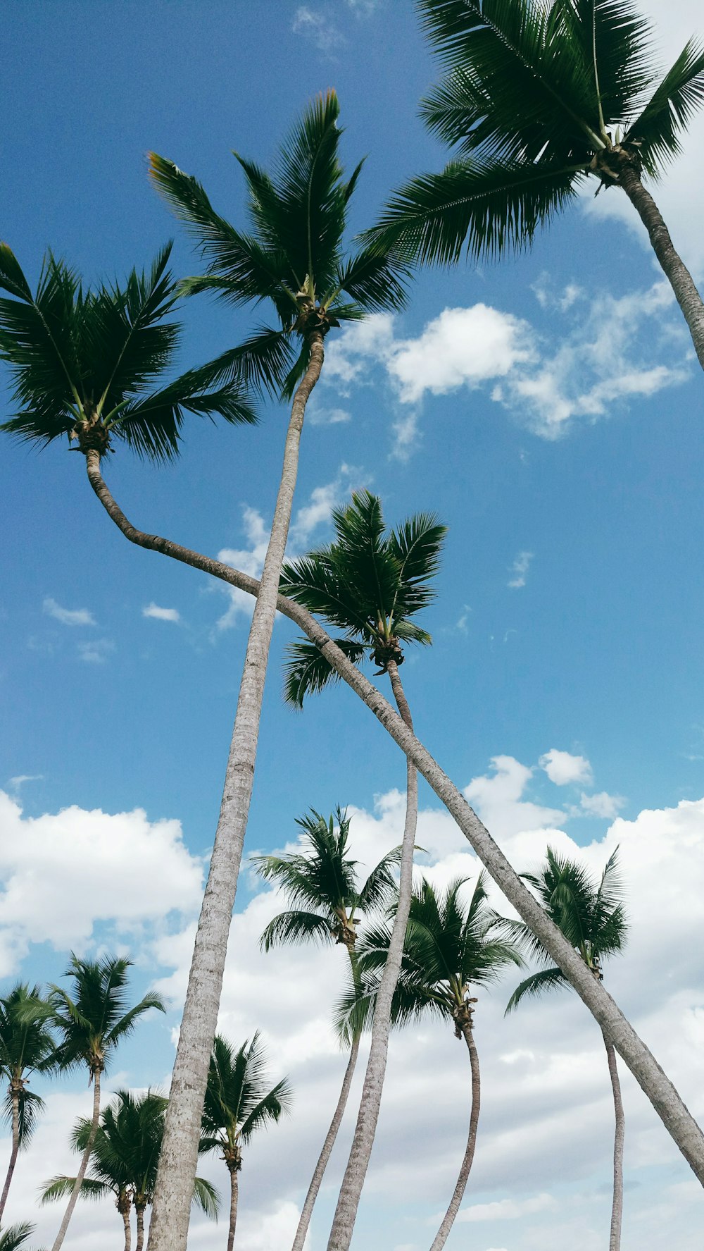 green coconut palm trees at daytime