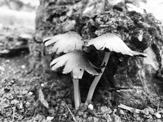 Three delicate mushrooms with thin stems and frilled caps are growing closely together on a forest floor, surrounded by natural debris and decaying wood.