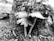Three delicate mushrooms with thin stems and frilled caps are growing closely together on a forest floor, surrounded by natural debris and decaying wood.