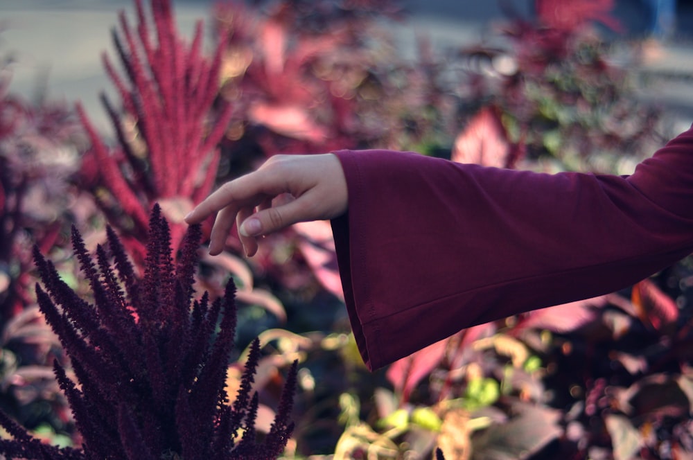 person touching flower