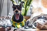 A small dog wearing a colorful knitted sweater is yawning, surrounded by decorative pillows and a string of fairy lights. In the background, there are green plants and a textured wall, creating a cozy and festive atmosphere.
