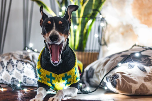 A cozy workshop with colorful handmade pet clothes hanging and a happy dog wearing a custom sweater.