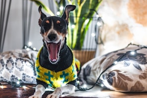 A small dog wearing a colorful knitted sweater is yawning, surrounded by decorative pillows and a string of fairy lights. In the background, there are green plants and a textured wall, creating a cozy and festive atmosphere.
