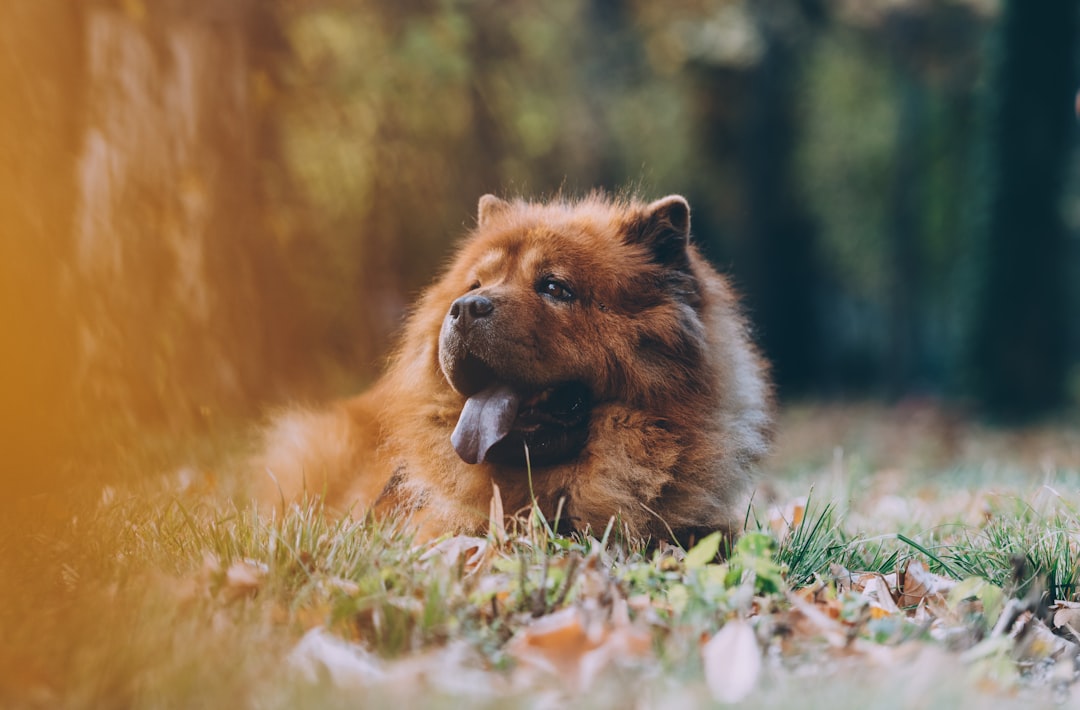 brown chowchow lying on ground