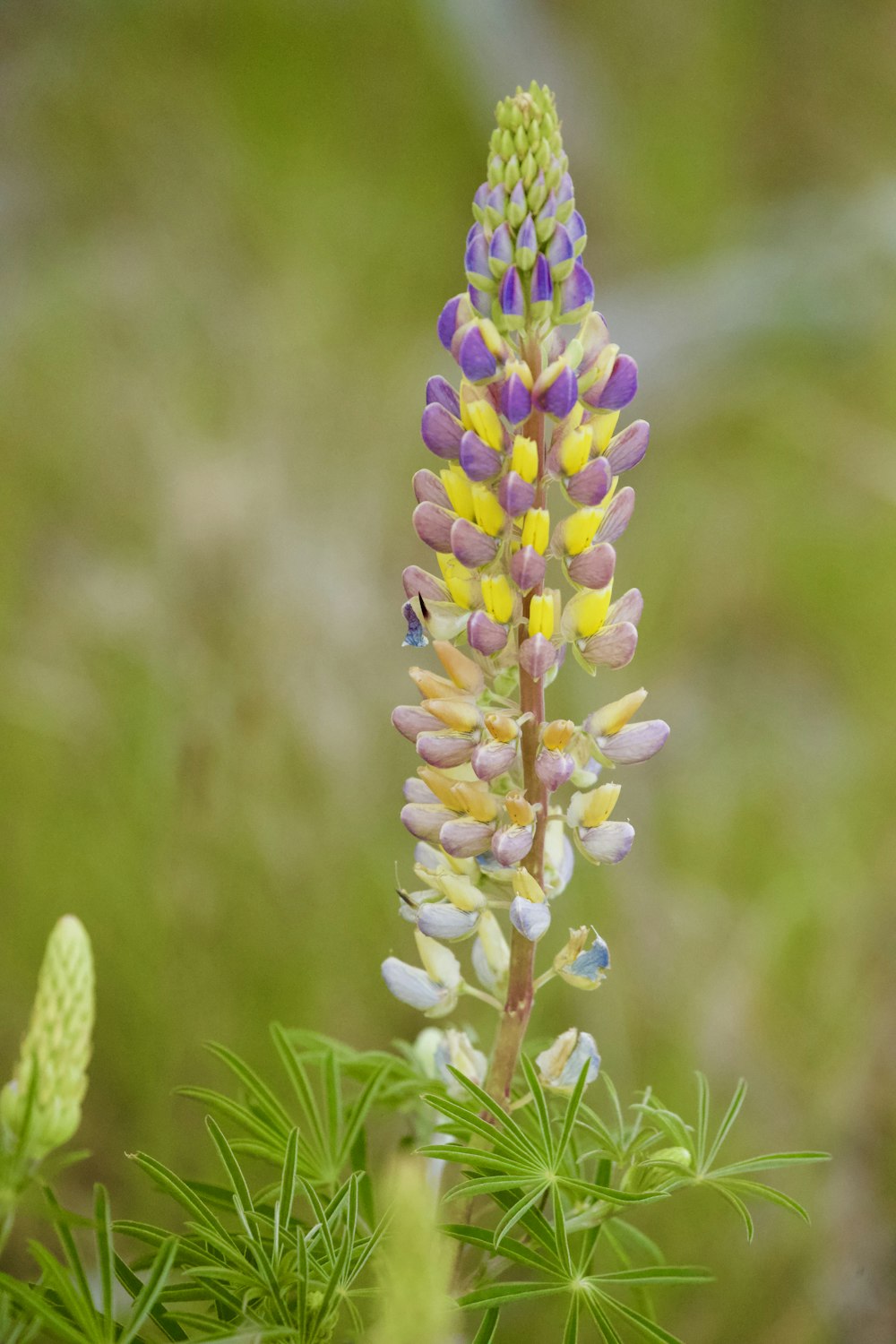 yellow and purple petaled flowers with green leaves