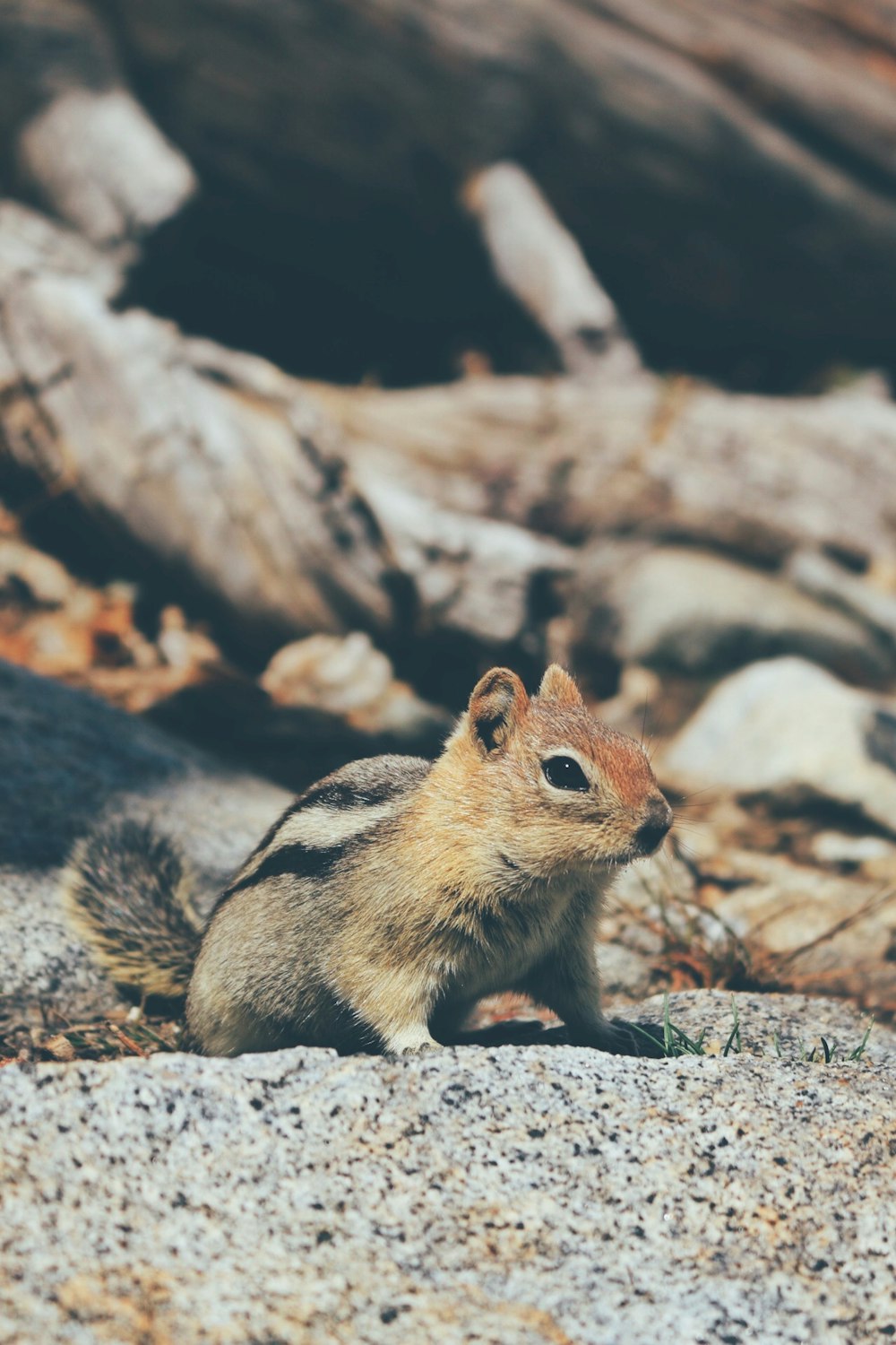 brown and black squirrel