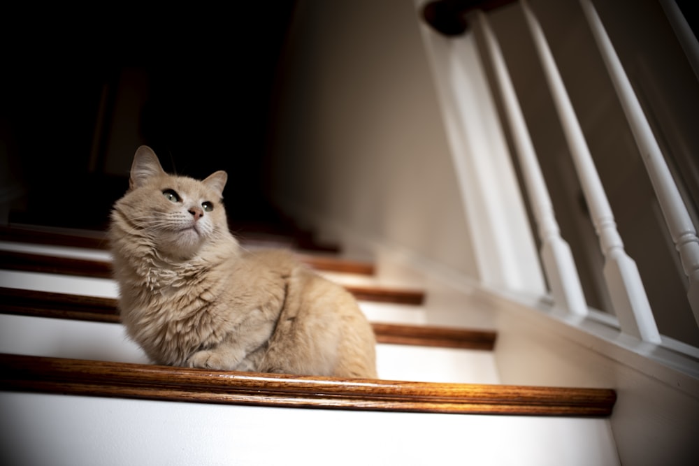 beige cat sitting on wooden stairs