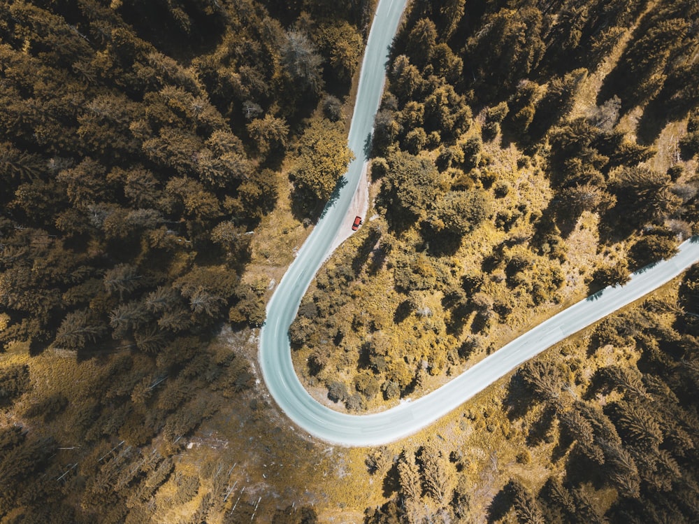 aerial view of road between forest