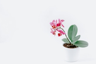 A minimalist flower case featuring a single blooming orchid, captured against a clean white background.