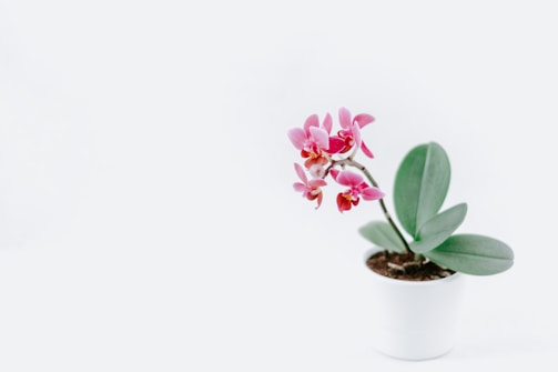 A blooming orchid with delicate white flowers in a minimalist pot