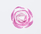 pink and white rose flower