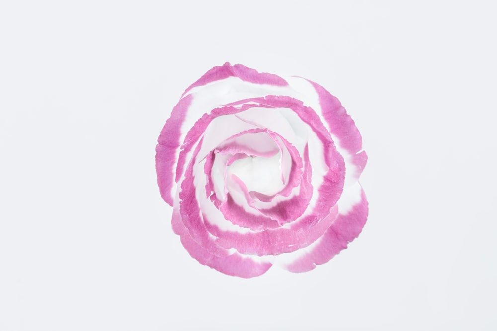 Rosa e flor rosa branca