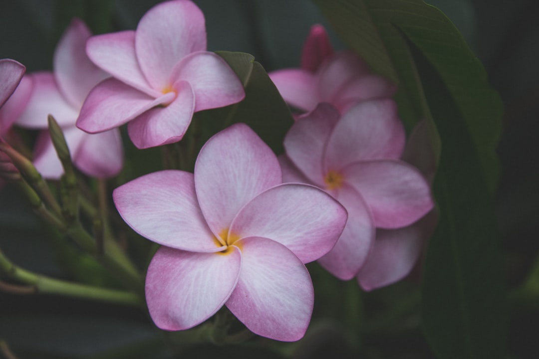 pink flowering plant