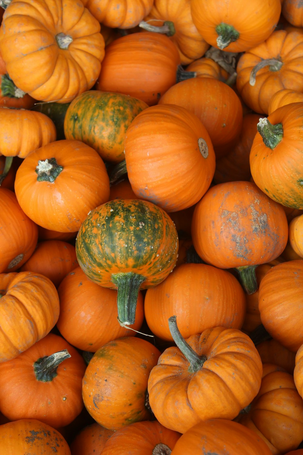 orange pumpkins