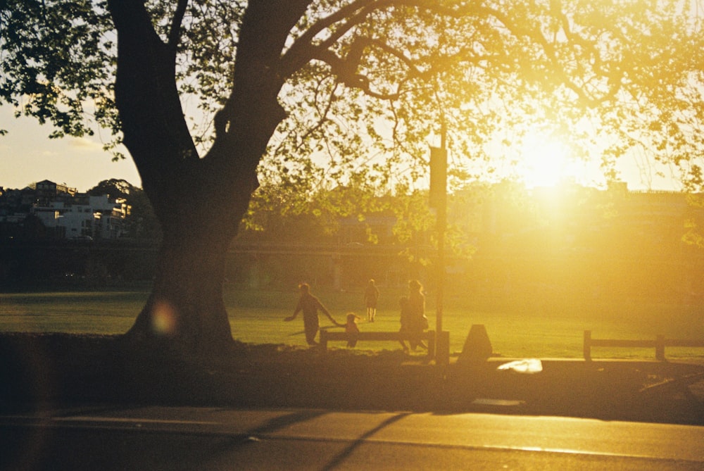 people playing on playground near trees