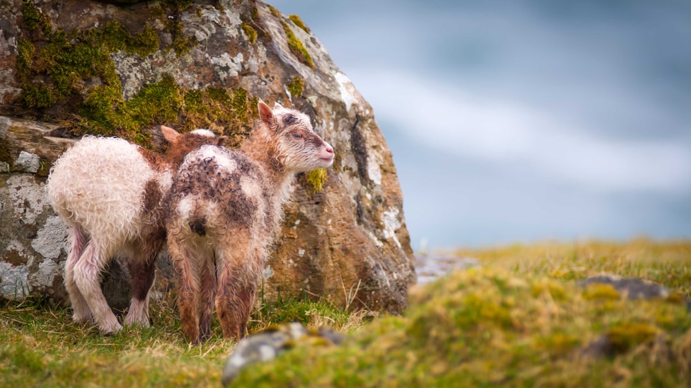 two brown goats in green field