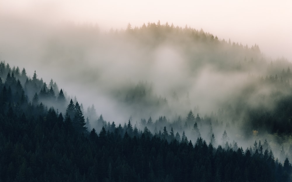 forest covered with fogs