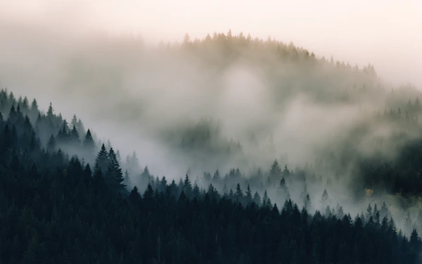 Misty Pacific Northwest forest with towering evergreen trees