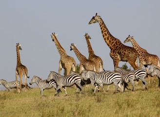 A safari jeep parked beside a watering hole with zebras and giraffes drinking peacefully.