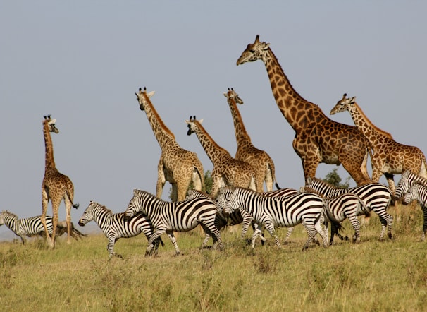 A safari jeep parked beside a watering hole with zebras and giraffes drinking peacefully.
