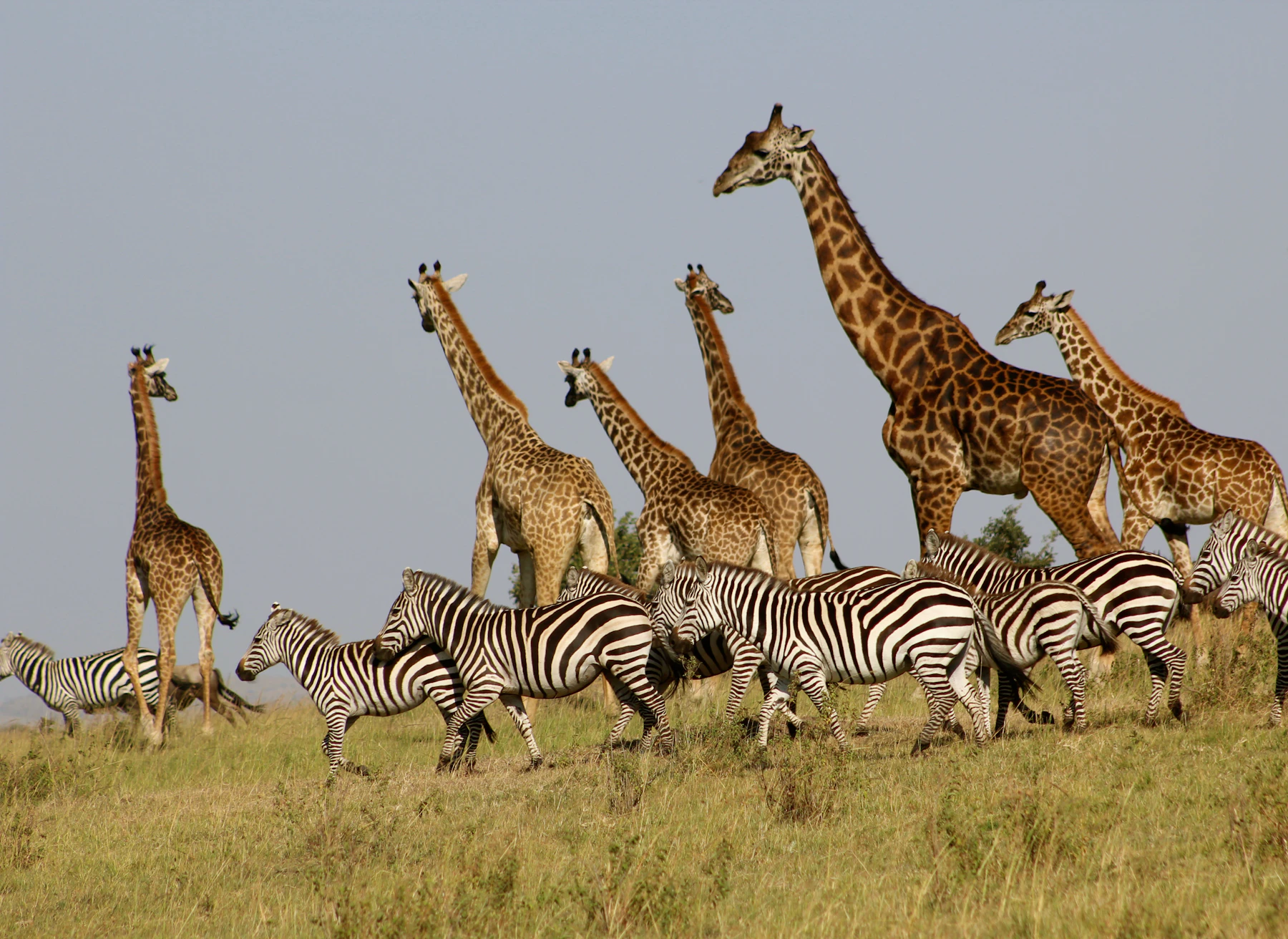 Giraffes and zebras grazing together on open Mara grassland