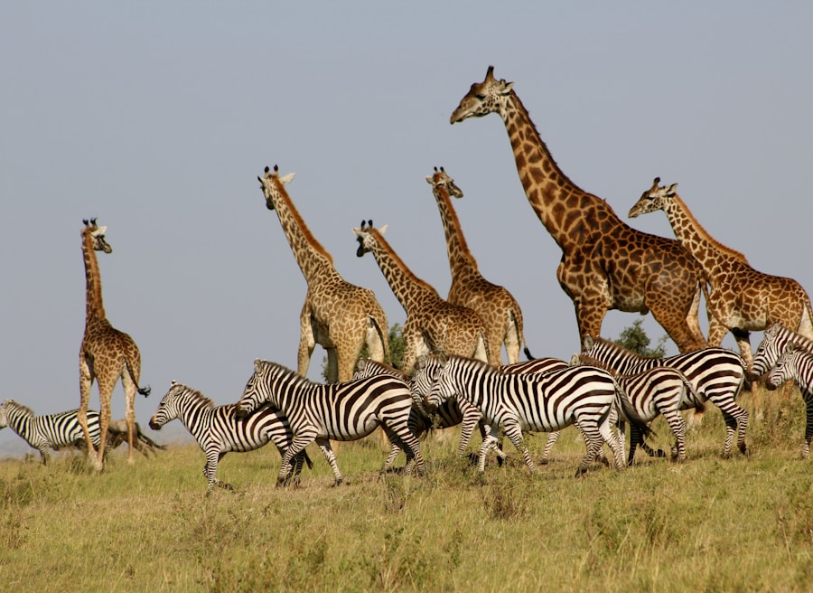 Kenia safari