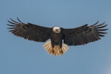 Close-up of a regal bald eagle mid-flight against a clear blue sky.