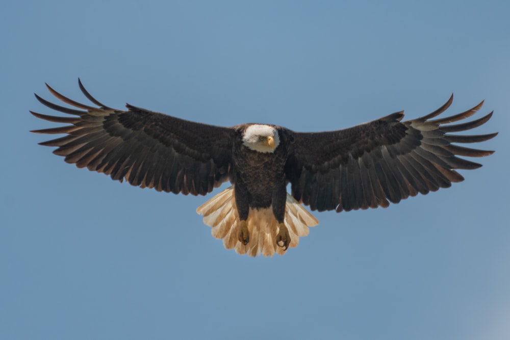 black and white eagle