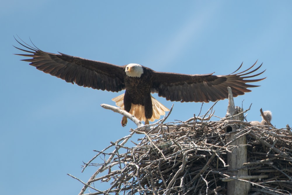 Eagle soaring near nest