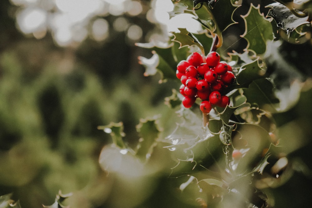 red berries