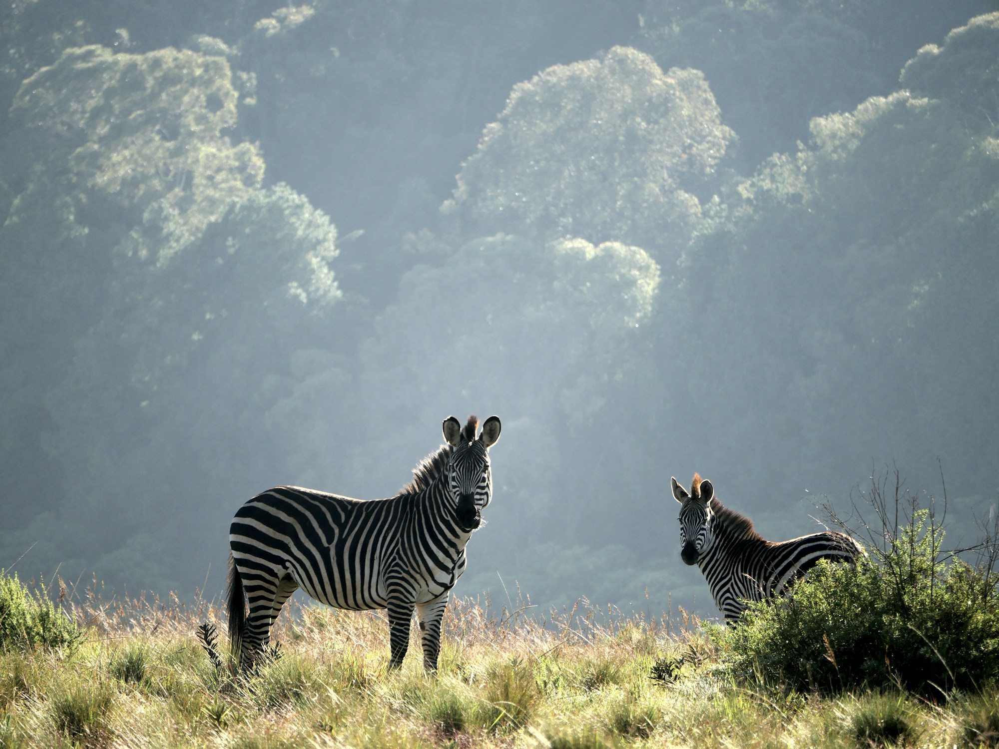 Discovering Malawi: Exploring Culture, Traditions & Festivities
